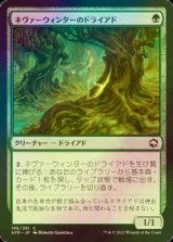 [FOIL] ネヴァーウィンターのドライアド/Neverwinter Dryad 【日本語版】 [AFR-緑C]