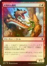 [FOIL] 好戦的な鞭尾/Belligerent Whiptail 【日本語版】 [BFZ-赤C]