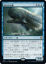 追われる鯨/Pursued Whale 【日本語版】 [CLB-青R]