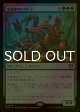 [FOIL] 生命線のハイドラ/Lifeblood Hydra 【日本語版】 [CMM-緑R]