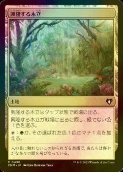 画像1: [FOIL] 興隆する木立/Thriving Grove 【日本語版】 [CMM-土地C]