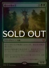 [FOIL] 明けの林の主/Dawnglade Regent 【日本語版】 [CMR-緑R]