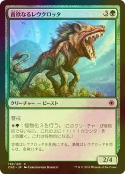 画像1: [FOIL] 貪欲なるレウクロッタ/Ravenous Leucrocota 【日本語版】 [CN2-緑C]