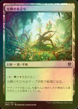 画像1: [FOIL] 光輝の木立ち/Radiant Grove 【日本語版】 [DMU-土地C]