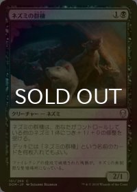 [FOIL] ネズミの群棲/Rat Colony 【日本語版】 [DOM-黒C]