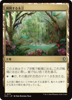 画像1: 興隆する木立/Thriving Grove 【日本語版】 [ECC-土地C]