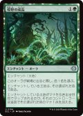 煌野の成長/Shimmerwilds Growth 【日本語版】 [ECL-緑U]