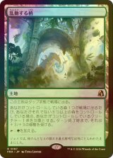 [FOIL] 乱動する梢/Roiling Canopy 【日本語版】 [FRA-土地R]