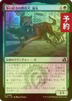 画像1: [FOIL] 争い好きの野良犬、義丸/Yoshimaru, Scrappy Stray 【日本語版】 [FRA-緑U] (予約I)