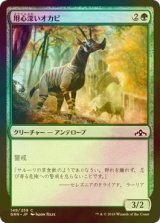 [FOIL] 用心深いオカピ/Wary Okapi 【日本語版】 [GRN-緑C]