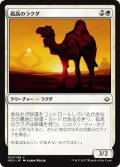 孤高のラクダ/Solitary Camel 【日本語版】 [HOU-白C]