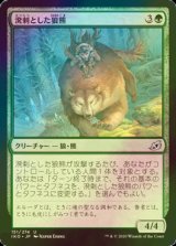 [FOIL] 溌剌とした狼熊/Exuberant Wolfbear 【日本語版】 [IKO-緑U]