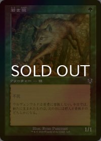 [FOIL] 若き狼/Young Wolf (旧枠) 【日本語版】 [INR-緑C]