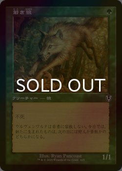 画像1: [FOIL] 若き狼/Young Wolf (旧枠) 【日本語版】 [INR-緑C]