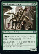 飼い馴らされたハイドラ/Domesticated Hydra 【日本語版】 [J22-緑U]