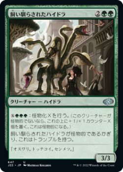 画像1: 飼い馴らされたハイドラ/Domesticated Hydra 【日本語版】 [J22-緑U]