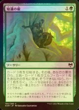 [FOIL] 知識の根/Roots of Wisdom 【日本語版】 [KHM-緑C]