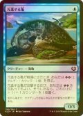 [FOIL] 亢進する亀/Thriving Turtle 【日本語版】 [KLD-青C]