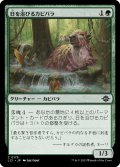 日を浴びるカピバラ/Basking Capybara 【日本語版】 [LCI-緑C]