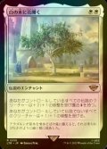 [FOIL] 白の木に花開く/Flowering of the White Tree 【日本語版】 [LTR-白R]