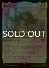 [FOIL] 白の木に花開く/Flowering of the White Tree 【日本語版】 [LTR-白R]
