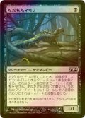 [FOIL] ただれたイモリ/Festering Newt 【日本語版】 [M14-黒C]