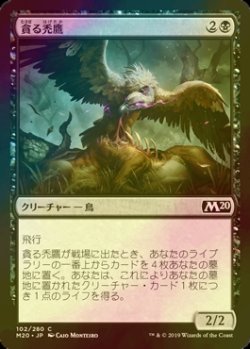 画像1: [FOIL] 貪る禿鷹/Gorging Vulture 【日本語版】 [M20-黒C]