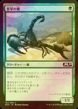 画像1: [FOIL] 菅草の蠍/Sedge Scorpion 【日本語版】 [M20-緑C]