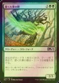 [FOIL] 節くれ拳の樫/Burlfist Oak 【日本語版】 [M21-緑U]