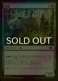 [FOIL] 母熊/Mother Bear 【日本語版】 [MH1-緑C]