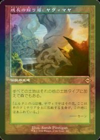 成長の揺り篭、ヤヴィマヤ/Yavimaya, Cradle of Growth (MH2/土地R/日/旧枠foil/NM) ※詳細要確認