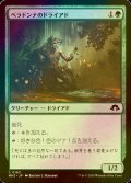 [FOIL] ベラドンナのドライアド/Nightshade Dryad 【日本語版】 [MH3-緑C]