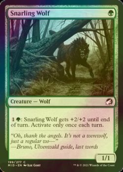 画像1: [FOIL] うなる狼/Snarling Wolf 【英語版】 [MID-緑C]