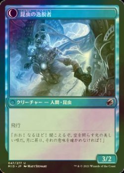 画像2: [FOIL] 秘密を掘り下げる者/Delver of Secrets 【日本語版】 [MID-青U]