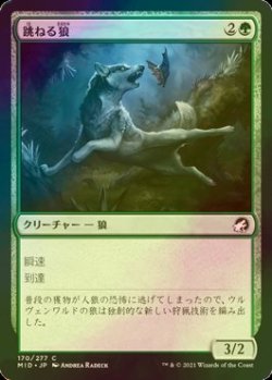 画像1: [FOIL] 跳ねる狼/Bounding Wolf 【日本語版】 [MID-緑C]