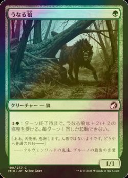 画像1: [FOIL] うなる狼/Snarling Wolf 【日本語版】 [MID-緑C]