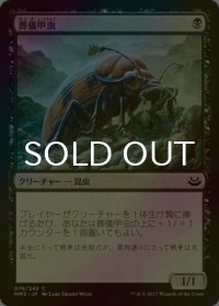 [FOIL] 葬儀甲虫/Mortician Beetle 【日本語版】 [MM3-黒C]