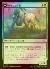 [FOIL] 結束した群獣/Bonded Herdbeast 【日本語版】 [MOM-緑C]