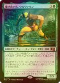 [FOIL] 飛び出す爪、ウルヴァリン/Wolverine, Claws Out 【日本語版】 [MSC-緑R]