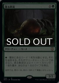 漁る軟泥/Scavenging Ooze 【日本語版】 [NCC-緑R]