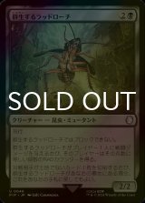 [FOIL] 群生するラッドローチ/Infesting Radroach No.046 【日本語版】 [PIP-黒U]