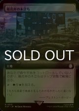 [FOIL] 陽花弁の木立ち/Sunpetal Grove No.515 (拡張アート版) 【日本語版】 [PIP-土地R]
