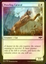 [FOIL] うろつくカラカル/Prowling Caracal 【英語版】 [RNA-白C]