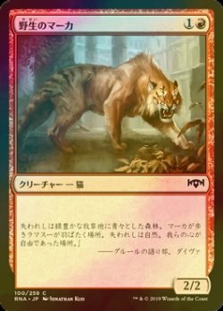 画像1: [FOIL] 野生のマーカ/Feral Maaka 【日本語版】 [RNA-赤C]