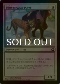 [FOIL] 訓練されたカラカル/Trained Caracal 【日本語版】 [RTR-白C]