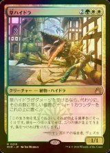 [FOIL] 草ハイドラ/Phytohydra 【日本語版】 [RVR-金R]