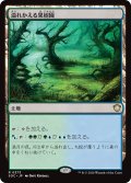 溢れかえる果樹園/Flooded Grove 【日本語版】 [SOC-土地R]