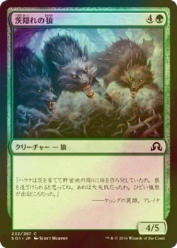 画像1: [FOIL] 茨隠れの狼/Thornhide Wolves 【日本語版】 [SOI-緑C]