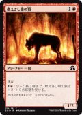 燃えさし眼の狼/Ember-Eye Wolf 【日本語版】 [SOI-赤C]