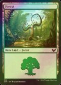 [FOIL] 森/Forest No.374 【英語版】 [STX-土地C]